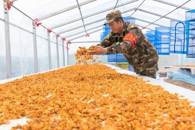 大興安嶺加格達奇林業局拓寬林區職工增收路，林業產品銷售助力綠色轉型