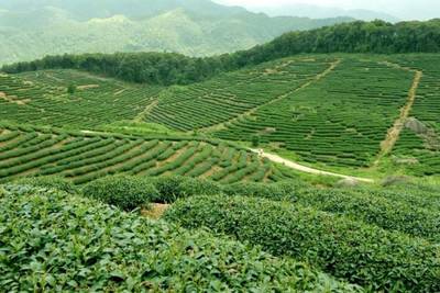 林業與通信企業攜手，助力懷集大稠頂自然保護區產品流通