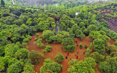 抓好大招商，賦能銅仁六大主導(dǎo)產(chǎn)業(yè)林業(yè)產(chǎn)品銷(xiāo)售高質(zhì)量發(fā)展