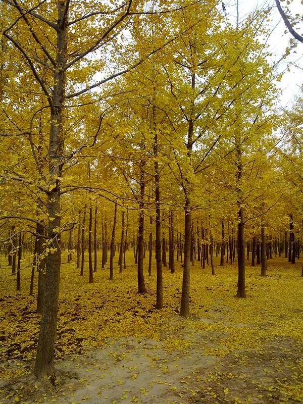 供應優質銀杏樹｜寧夏中榆林業科技集團專業喬灌木供應